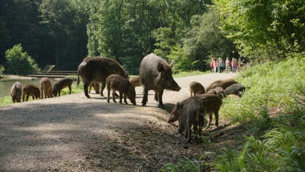 Naturpark Sparbach: Wo die wilden Schweine wohnen