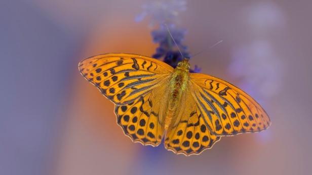 Aufruf zur Schmetterlingszählung in Österreichs Gärten