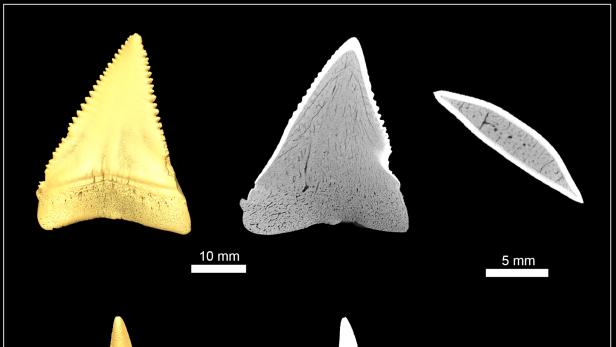 Hochauflösende Mikro-CT Aufnahmen des Zahnaufbaus des Weißen Hais und seiner Verwandten.