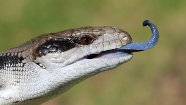 Der VGT übt Kritik an der Haltung von Reptilien (Symbolbild)