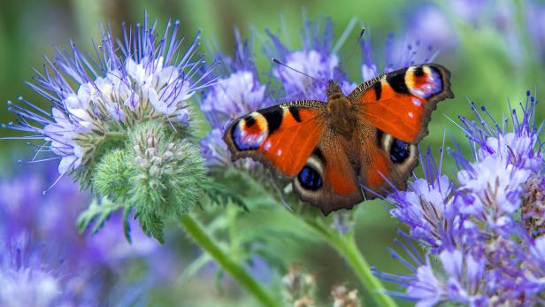 Der Bestand an Schmetterlingen geht insgesamt zurück.