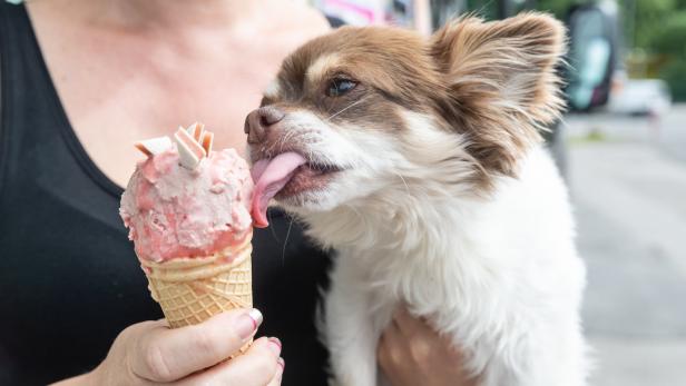 Eis für Hunde: "Erdbeersorbet isst jeder Hund gerne"