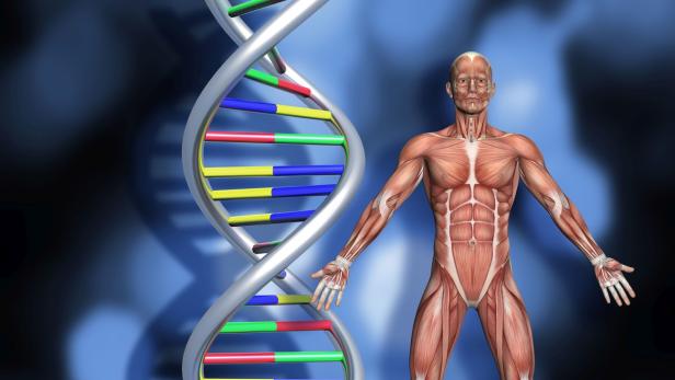 Topfit bis in die Gene: Wie Sport die DNA positv beeinflusst 