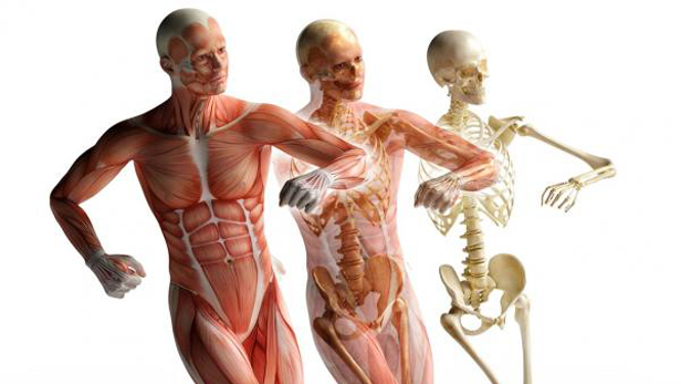 Muskeln, Gelenke, Hormone, Knochen: All das wird beim Sport angesprochen