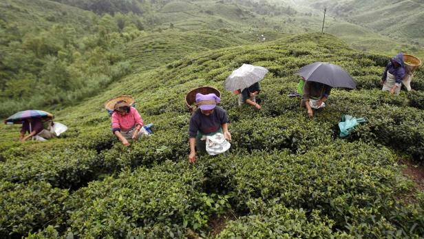 Darjeeling: Teefirmen für Hungerlohn der Pflücker verantwortlich