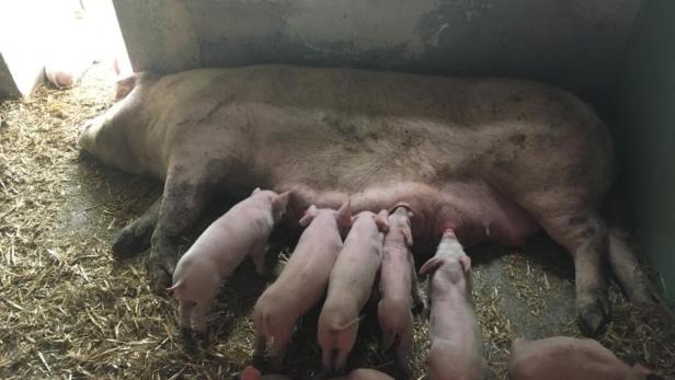 Lichtenwörth: "Badendes" Schwein brachte Nachwuchs zur Welt