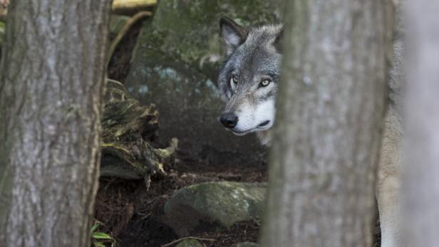 Tirol: Wolf auf Inntalautobahn von Pkw angefahren