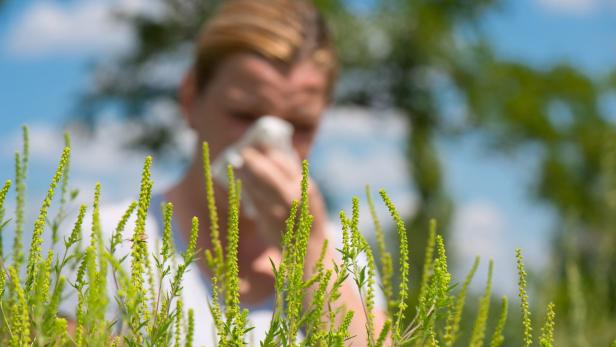Ragweed ist eine hochallergene Pflanze, deren Pollen bei sensibilisierten Menschen Heuschnupfen verursacht sowie zu Asthma führen kann.