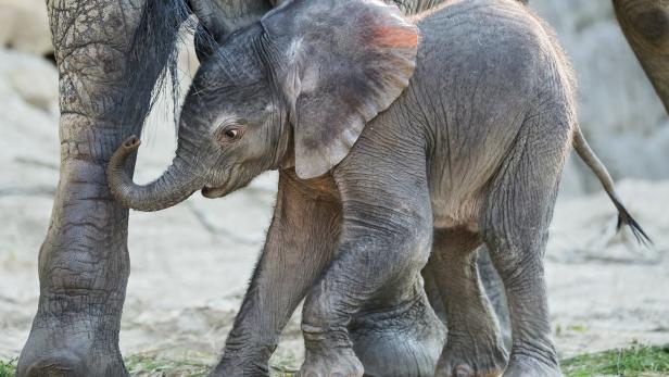 Ab Freitag ist das Schönbrunner Elefantenbaby für Besucher zu sehen