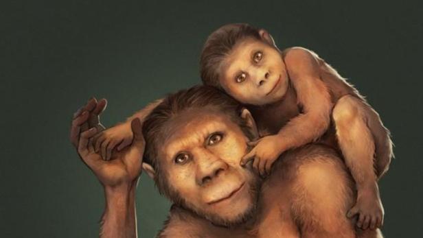 Die Kinder von Australopithecus africanus wurden nach ihrer Geburt etwa zwölf Monate gestillt.