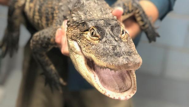 Handout photo of an American alligator measuring over five feet long, captured in a Chicago lagoon after eluding officials for nearly a week