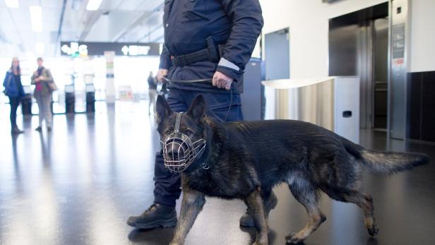 Sprengstoff-Spürhunde am Flughafen im Einsatz