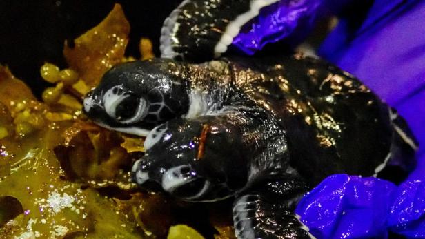 "Faszinierende Kreatur": Zweiköpfige Babyschildkröte entdeckt