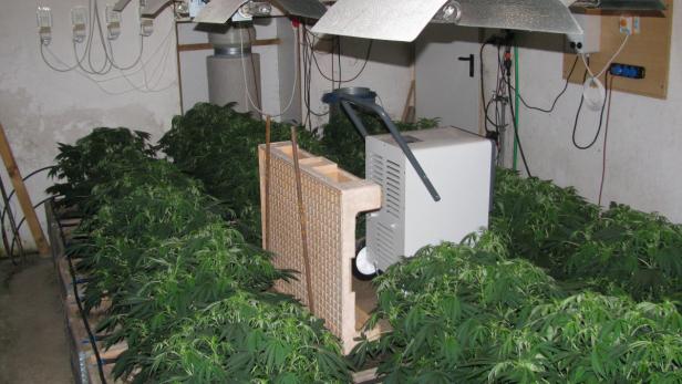In einem Innenraum wachsen Cannabis-Pflanzen unter Lampen.