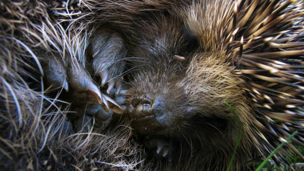 Der Igel ist ein streng geschütztes Wildtier und gehört nur in menschliche Obhut, wenn er krank, verletzt oder geschwächt ist.