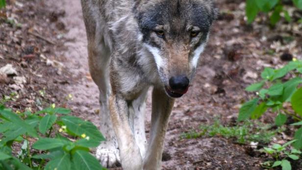 Wolfsalarm im Wienerwald: Warum Anrainer verzweifeln