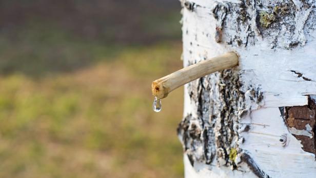 Im Frühling wird in Skandinavien Wasser aus den Birkenstämmen gezapft.