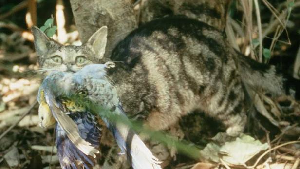 Katzen töten täglich über eine Million Vögel in Australien, fanden Forscher 2017 heraus.
