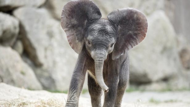 Das neue Elefantenbaby im Tiergarten Schönbrunn heißt „Kibali“