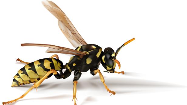 Insektengift-Allergie: Wann es wirklich bedrohlich wird