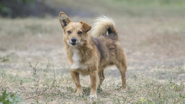 Tiercoach: Was ein einfacher Gen-Test für Hunde bringt