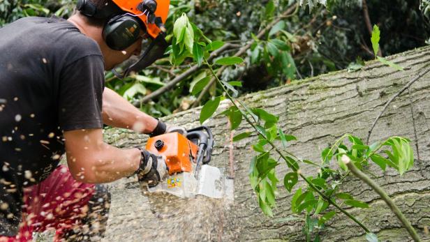holzfäller bei der arbeit
