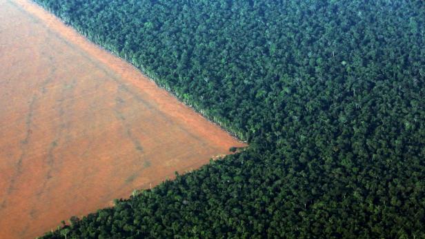 Brasilien: Elftausend Quadratkilometer Regenwald abgeholzt