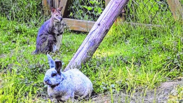 Bis zu seiner Flucht am 23. April lebte Paul mit vier Kaninchen in einem Gehege