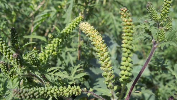 Ragweed: Wie die Allergie-Pflanze jetzt bekämpft werden soll