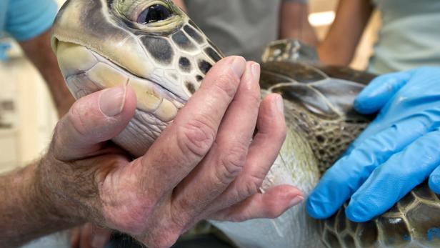 Video: Meeresschildkröte nach Wiederbelebung wieder in Freiheit