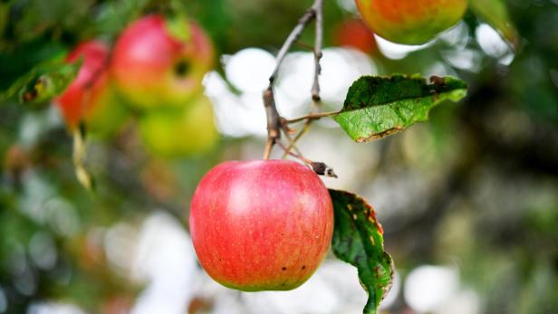 Studie der TU Graz: 100 Millionen Bakterien in einem Apfel