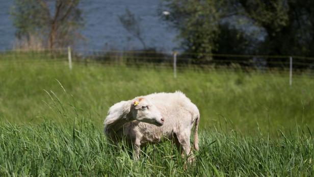 Wanderer nach Attacke von Schaf in Tirol verletzt