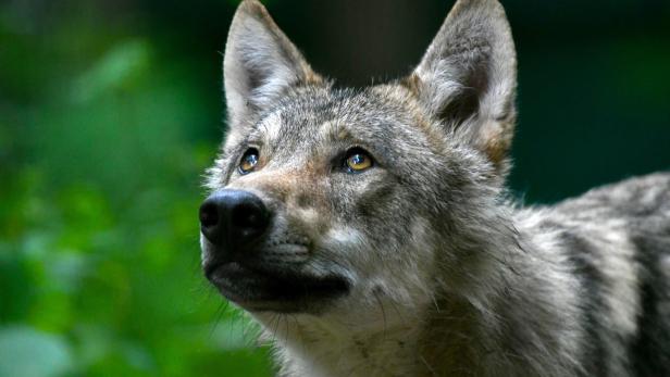 "Wahrscheinlich ein Wolf": Enthaupteter Kadaver gefunden