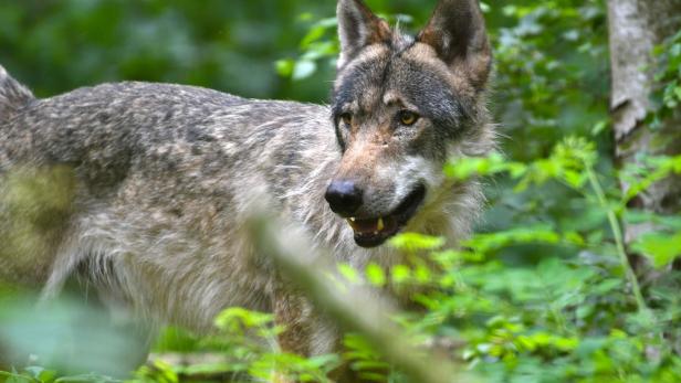 DNA-Proben bestätigten zwei Wolfsrisse in Salzburg