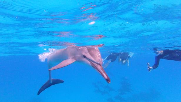 Mit Delfinen zu schwimmen prägt Menschen nachhaltig