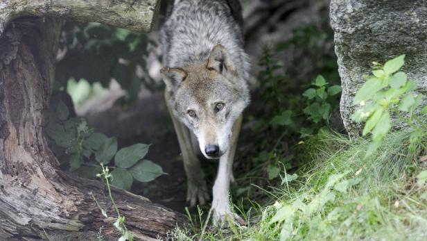 Wolf streift durch Kärntner Siedlungsgebiet: Wolfsverordnung tritt in Kraft