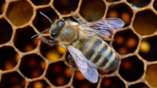 Wie steht es um die Europäische Honigbiene? Ein Forschungsprojekt startet.