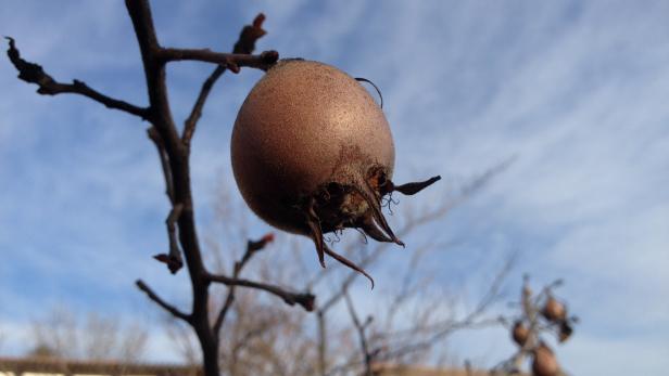 Mispel: Die unbekannte Winterfrucht