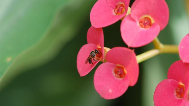 Eine stachellose Biene der Art Plebeia droryana besucht die Blüten von Euphorbia milii.