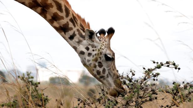 Zoo in Kasachstan: Betrunkener reitet Giraffe