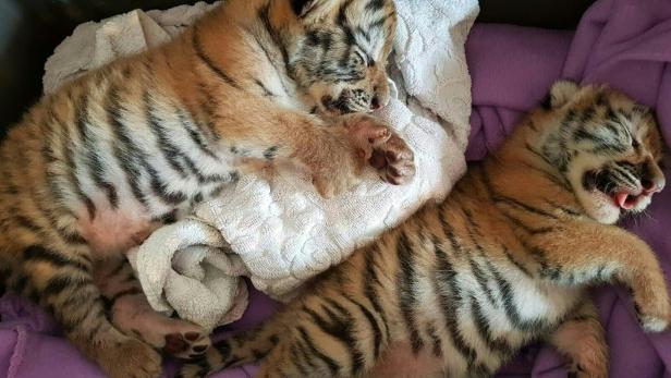 Hainburg: Tigerbabys in Badewanne entdeckt