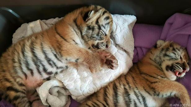 Zwei Tigerbabys wurden in einer Tierklinik gebracht