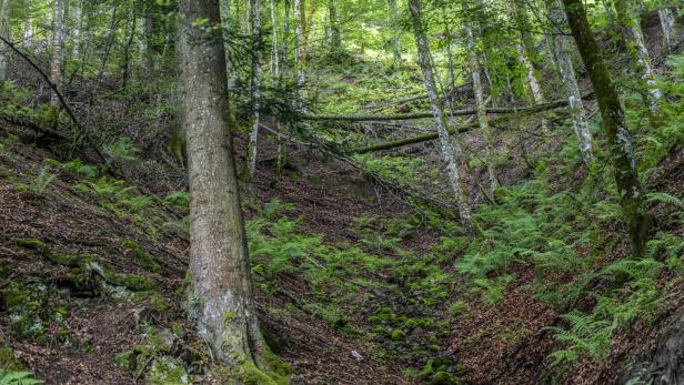 18-Jähriger bei Forstunfall in Oberösterreich getötet