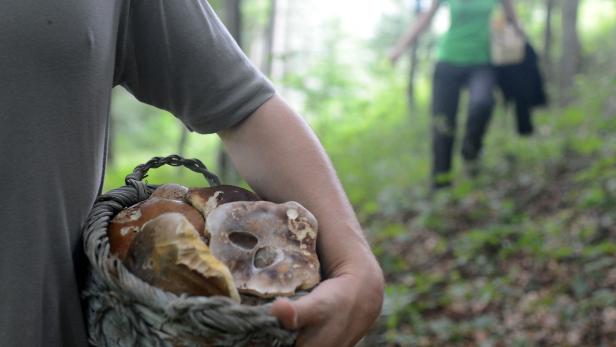 Schwammerlsuchen: Eine Person trägt einen Korb voller Pilze im Wald.