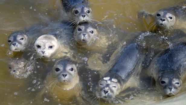 Mehrere Seehunde schwimmen im trüben Wasser und schauen in die Kamera.