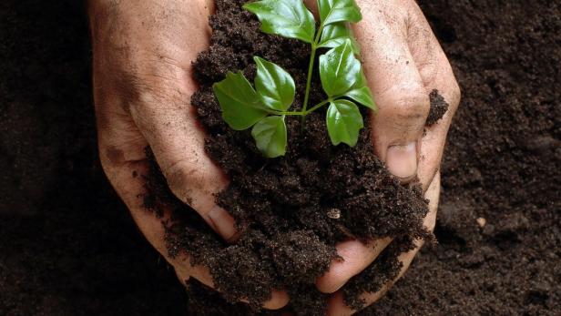Eine Handvoll Erde mit einer kleinen Pflanze darin.