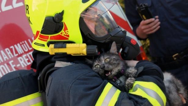 Wohnhausbrand: Katze in letzter Minute gerettet