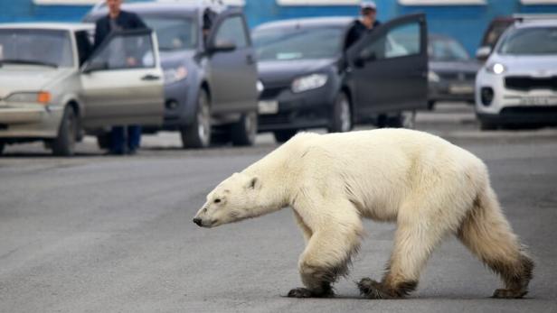 Eisbären kommen russischem Dorf gefährlich nahe