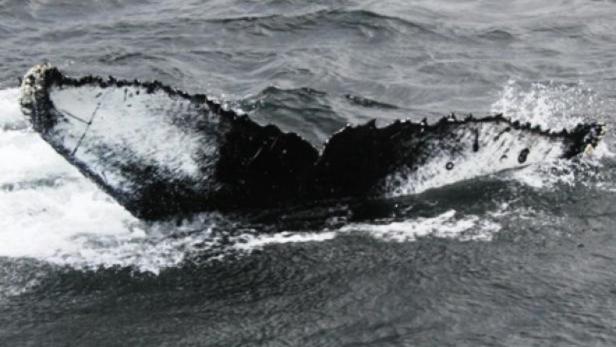 In der Magellanstraße treffen einander jährlich Hundert Buckelwale.