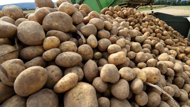 Kartoffel-Ernte: Bauern unter Preisdruck